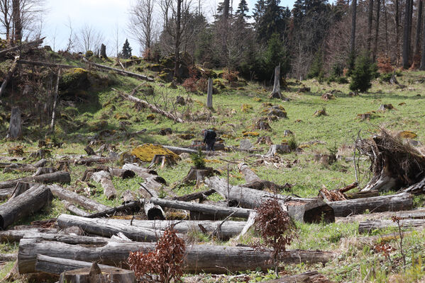 Stožec, 30.4.2023
Šumava, Stožec, holoseč na jižním svahu.
Klíčová slova: Stožec Šumava vrch Stožec Ampedus aethiops balteatus karpathicus pomorum tristis Danosoma fasciatum fasciata