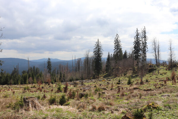 Stožec, 30.4.2023
Šumava, Stožec, holoseč na jižním svahu.
Keywords: Stožec Šumava vrch Stožec Ampedus aethiops balteatus karpathicus pomorum tristis Danosoma fasciatum fasciata