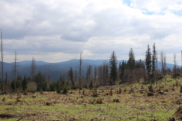 Stožec, 30.4.2023
Šumava, Stožec, holoseč na jižním svahu.
Keywords: Stožec Šumava vrch Stožec Ampedus aethiops balteatus karpathicus pomorum tristis Danosoma fasciatum fasciata