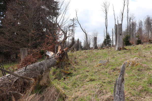 Stožec, 30.4.2023
Šumava, Stožec, jižní svah.
Keywords: Stožec Šumava vrch Stožec Ampedus karpathicus Danosoma fasciatum fasciata