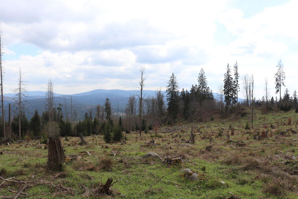 Stožec, 30.4.2023
Šumava, Stožec, holoseč na jižním svahu.
Keywords: Stožec Šumava vrch Stožec Ampedus aethiops balteatus karpathicus pomorum tristis Danosoma fasciatum fasciata