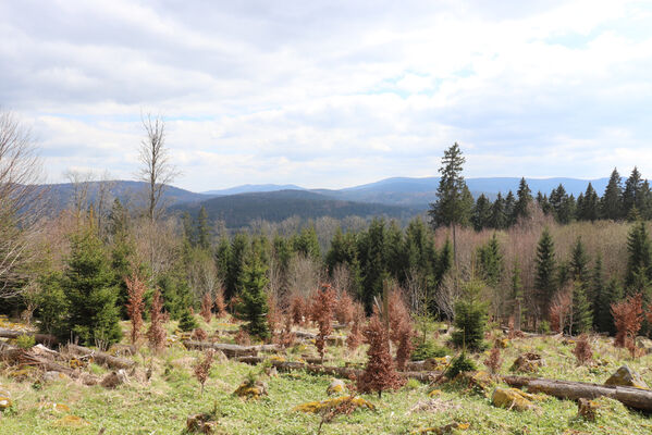 Stožec, 30.4.2023
Šumava, Stožec, holoseč na jižním svahu.
Schlüsselwörter: Stožec Šumava vrch Stožec Ampedus aethiops balteatus karpathicus pomorum tristis Danosoma fasciatum fasciata