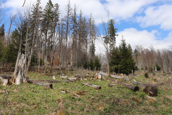 Stožec, 30.4.2023
Šumava, Stožec, holoseč na jižním svahu.
Keywords: Stožec Šumava vrch Stožec Ampedus aethiops balteatus karpathicus pomorum tristis Danosoma fasciatum fasciata