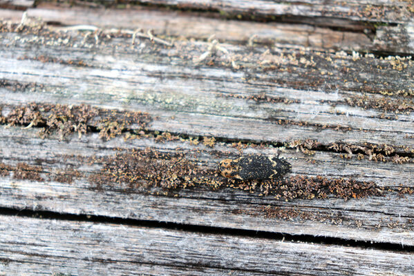 Stožec, 30.4.2023
Šumava, Stožec, holoseč na jižním svahu. Kovařík Danosoma fasciatum.
Keywords: Stožec Šumava vrch Stožec Danosoma fasciatum fasciata