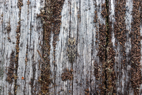 Stožec, 30.4.2023
Šumava, Stožec, holoseč na jižním svahu. Kovařík Danosoma fasciatum.
Klíčová slova: Stožec Šumava vrch Stožec Danosoma fasciatum fasciata