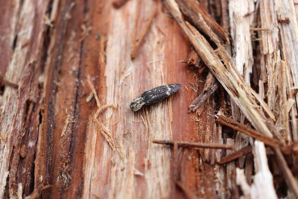 Stožec, 30.4.2023
Šumava, Stožec, holoseč na jižním svahu. Kovařík Danosoma fasciatum.
Mots-clés: Stožec Šumava vrch Stožec Danosoma fasciatum fasciata