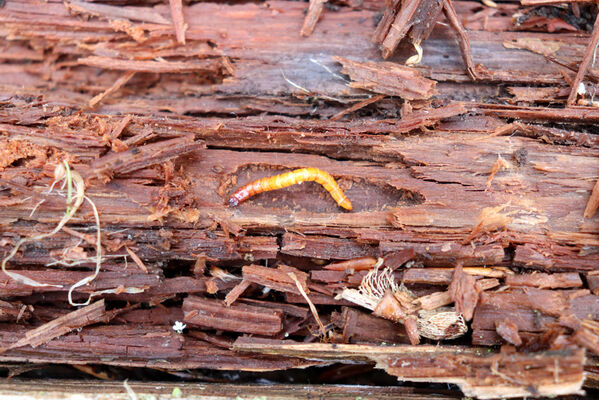 Stožec, 30.4.2023
Šumava, Stožec, holoseč na jižním svahu. Larva kovaříka Ampedus karpathicus.
Schlüsselwörter: Stožec Šumava vrch Stožec Ampedus karpathicus