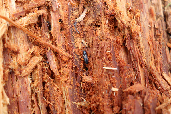 Stožec, 30.4.2023
Šumava, Stožec, holoseč na jižním svahu. Kovařík Ampedus tristis.
Keywords: Stožec Šumava vrch Stožec Ampedus tristis