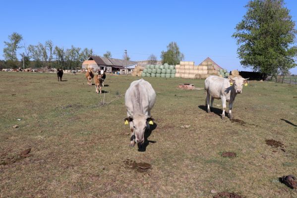 Strašov, 22.4.2020
Pastvina u statku.
Klíčová slova: Strašov pastvina