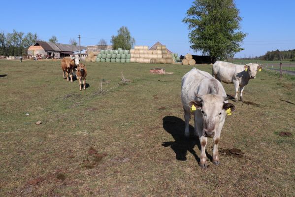 Strašov, 22.4.2020
Pastvina u statku.
Klíčová slova: Strašov pastvina