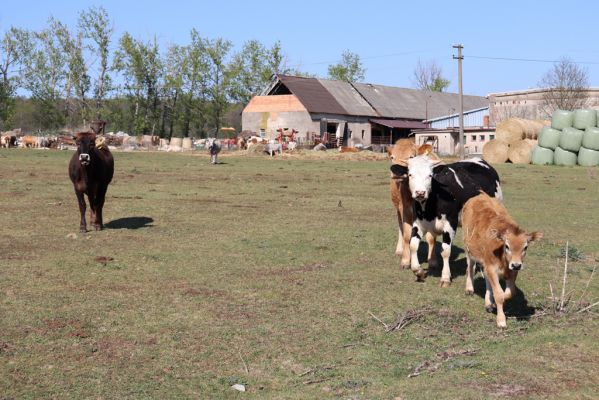 Strašov, 22.4.2020
Pastvina u statku.
Klíčová slova: Strašov pastvina