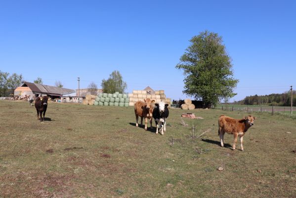 Strašov, 22.4.2020
Pastvina u statku.
Klíčová slova: Strašov pastvina