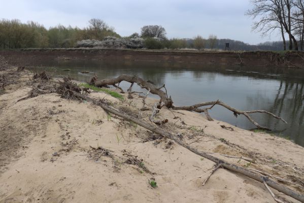 Strážnice, 17.4.2021
Osypané břehy - meandry Moravy. Biotop druhu Psammodius asper.
Klíčová slova: Strážnice Osypané břehy meandry Moravy Zorochros quadriguttatus Negastrius sabulicola Psammodius asper