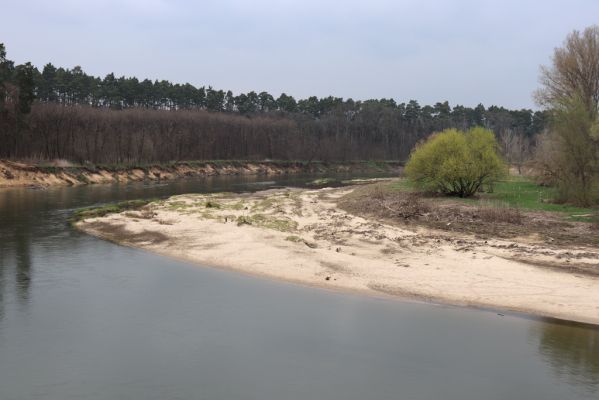 Strážnice, 17.4.2021
Osypané břehy - meandry Moravy.
Schlüsselwörter: Strážnice Osypané břehy meandry Moravy Zorochros quadriguttatus Negastrius sabulicola