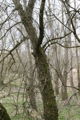 Strážnice, 7.4.2015
Osypané břehy - záplavové území Moravy.



Klíčová slova: Strážnice Osypané břehy Calambus bipustulatus