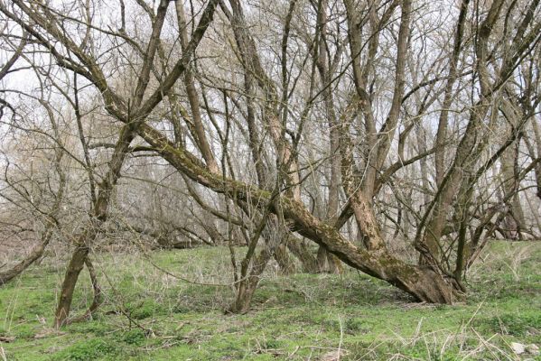 Strážnice, 7.4.2015
Osypané břehy - záplavové území Moravy.



Schlüsselwörter: Strážnice Osypané břehy Calambus bipustulatus