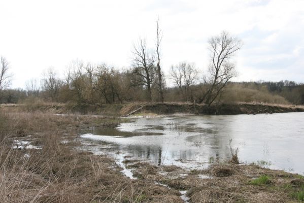 Strážnice, 7.4.2015
Řeka Morava - Osypané břehy - protržený meandr.
Schlüsselwörter: Strážnice Osypané břehy