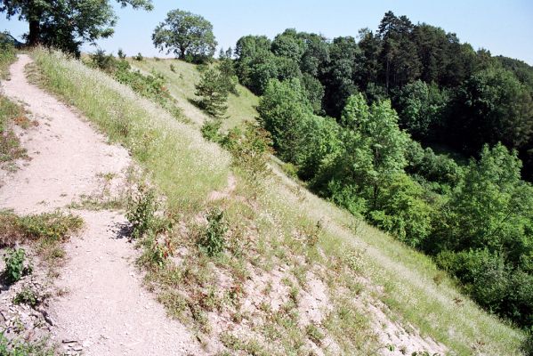 Střemošice, 31.7.2004
Střemošická stráň.



Klíčová slova: Střemošice Střemošická stráň Pheletes quercus Quasimus minutissimus