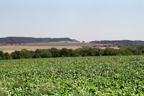 Luže, 31.7.2004
Pohled na Domanice od západu.



Klíčová slova: Luže Domanice Trstěnická tabule