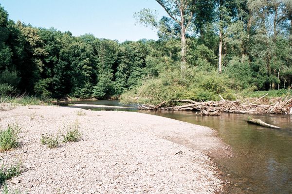 Střeň, meandry Moravy, 12.6.2006
Koryto meandrující Moravy ukrývá štěrkové a písčité břehy a množství mrtvého dřeva.
Schlüsselwörter: CHKO Litovelské Pomoraví Střeň Morava Zorochros dermestoides quadriguttatus Negastrius pulchellus sabulicola