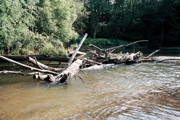 Střeň, meandry Moravy, 12.6.2006
Naplavené dřevo v meandru Moravy.
Klíčová slova: CHKO Litovelské Pomoraví Střeň Morava