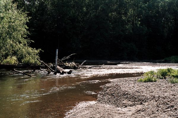 Střeň, meandry Moravy, 12.6.2006
Koryto meandrující Moravy ukrývá štěrkové a písčité břehy a množství mrtvého dřeva.
Schlüsselwörter: CHKO Litovelské Pomoraví Střeň Morava Zorochros dermestoides quadriguttatus