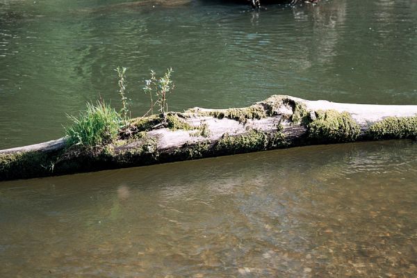 Střeň, meandry Moravy, 12.6.2006
Koryto meandrující Moravy ukrývá štěrkové a písčité břehy a množství mrtvého dřeva. Život se dokáže uchytit i na takovémto zvláštním místě.
Keywords: CHKO Litovelské Pomoraví Střeň Morava