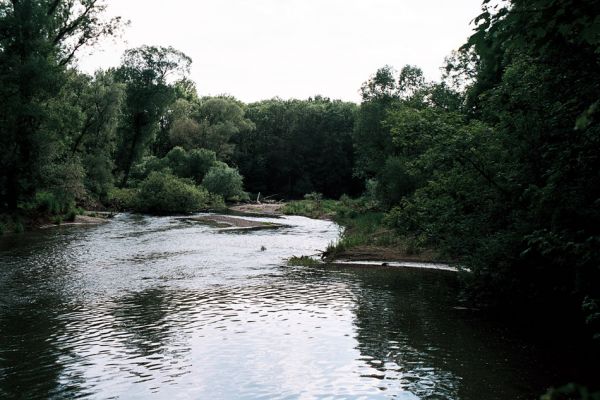 Střeň, meandry Moravy, 12.6.2006
Koryto meandrující Moravy ukrývá štěrkové a písčité břehy a množství mrtvého dřeva.
Mots-clés: CHKO Litovelské Pomoraví Střeň Morava Zorochros dermestoides quadriguttatus Negastrius pulchellus sabulicola