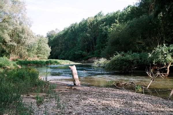 Střeň, meandry Moravy, 12.6.2006
Koryto meandrující Moravy ukrývá štěrkové a písčité břehy a množství mrtvého dřeva.
Schlüsselwörter: CHKO Litovelské Pomoraví Střeň Morava Zorochros dermestoides quadriguttatus Negastrius pulchellus sabulicola