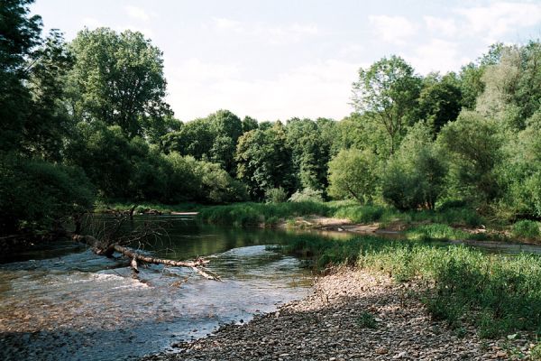 Střeň, meandry Moravy, 12.6.2006
Koryto meandrující Moravy ukrývá štěrkové a písčité břehy a množství mrtvého dřeva.
Mots-clés: CHKO Litovelské Pomoraví Střeň Morava Zorochros dermestoides quadriguttatus