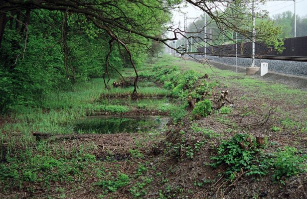 Střeň, 6.5.2005
Periodicky vysychající tůně u železniční zastávky. Biotop kovaříka Paraphotiscus nigricornis.
Klíčová slova: CHKO Litovelské Pomoraví Střeň Paraphotistus nigricornis