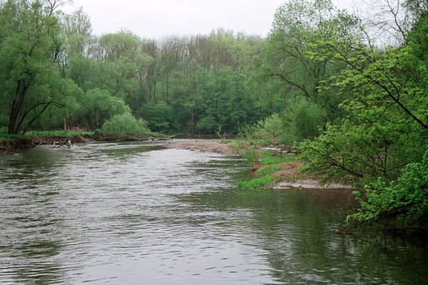 Střeň, meandry Moravy, 6.5.2005
Většina štěrkových a písčitých náplavů v korytě Moravy bývá za jarní vody ukryta pod hladinou.
Keywords: CHKO Litovelské Pomoraví Střeň Morava Zorochros dermestoides quadriguttatus Negastrius pulchellus sabulicola