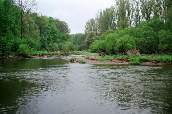 Střeň, meandry Moravy, 6.5.2005
Štěrkové a písčité náplavy v korytě Moravy.
Mots-clés: CHKO Litovelské Pomoraví Střeň Morava Zorochros dermestoides quadriguttatus Negastrius pulchellus sabulicola