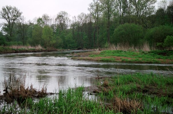 Střeň, meandry Moravy, 6.5.2005
Jarní voda je velmi živá. Za nízké hladiny jsou zde rozsáhlé štěrkové a písčité náplavy. 
Keywords: CHKO Litovelské Pomoraví Střeň Morava Zorochros dermestoides quadriguttatus Negastrius pulchellus sabulicola