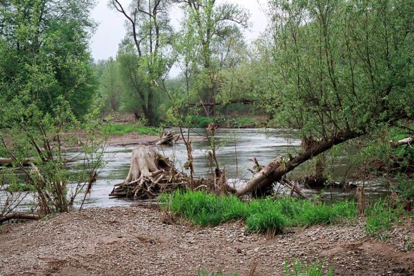 Střeň, meandry Moravy, 6.5.2005
Štěrkové a písčité náplavy v korytě Moravy.
Mots-clés: CHKO Litovelské Pomoraví Střeň Morava Zorochros dermestoides quadriguttatus Negastrius pulchellus sabulicola