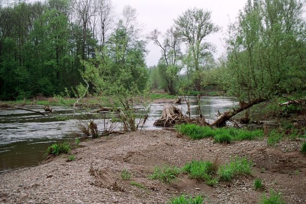 Střeň, meandry Moravy, 6.5.2005
Štěrkové a písčité náplavy v korytě Moravy.
Keywords: CHKO Litovelské Pomoraví Střeň Morava Zorochros dermestoides quadriguttatus Negastrius pulchellus sabulicola