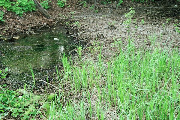 Střeň, 6.5.2005
Periodicky vysychající tůně u železniční zastávky. Biotop kovaříka Paraphotiscus nigricornis.
Klíčová slova: CHKO Litovelské Pomoraví Střeň Paraphotistus nigricornis