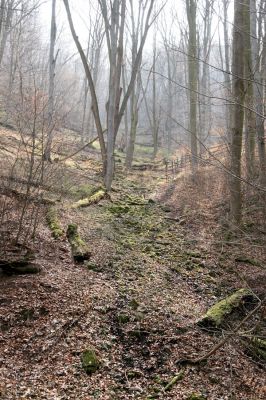 Roztoky, 4.4.2009
Suťový les na chladných severních svazích rezervace Stříbrný luh.
Klíčová slova: Křivoklátsko Roztoky Stříbrný luh