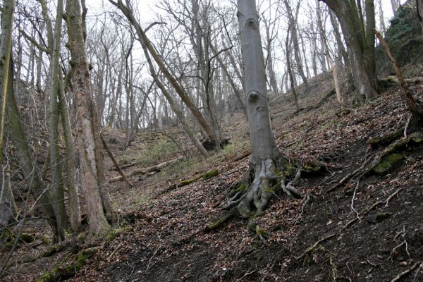 Roztoky, 4.4.2009
Suťový les na chladných severních svazích rezervace Stříbrný luh.
Klíčová slova: Křivoklátsko Roztoky Stříbrný luh