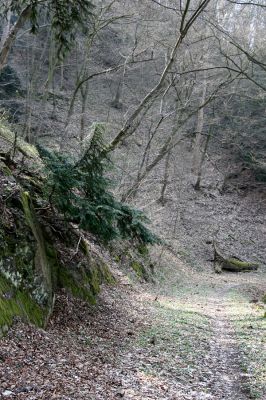 Roztoky, 4.4.2009
Suťový les na chladných severních svazích rezervace Stříbrný luh.
Mots-clés: Křivoklátsko Roztoky Stříbrný luh