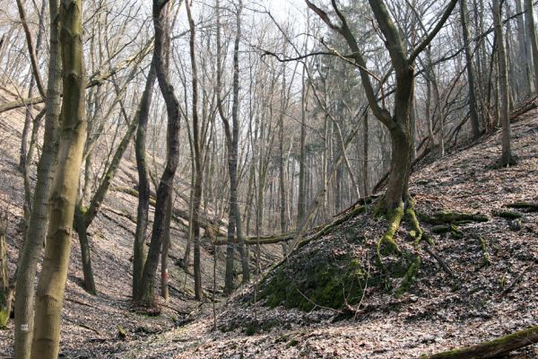 Roztoky, 4.4.2009
Suťový les na chladných severních svazích rezervace Stříbrný luh.
Klíčová slova: Křivoklátsko Roztoky Stříbrný luh