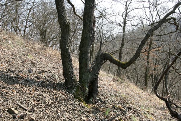 Roztoky, 4.4.2009
Suťový les na jihozápadním svahu rezervace Stříbrný luh.
Mots-clés: Křivoklátsko Roztoky Stříbrný luh