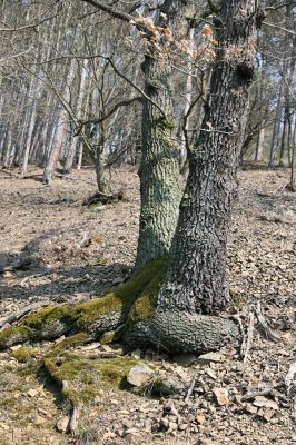 Roztoky, 4.4.2009
Suťový les na jihozápadním svahu rezervace Stříbrný luh.
Mots-clés: Křivoklátsko Roztoky Stříbrný luh