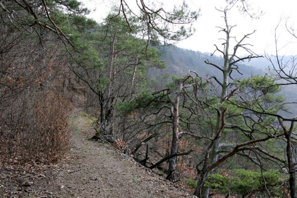 Roztoky, 4.4.2009
Turistický chodník na severozápadním okraji rezervace Stříbrný luh.
Klíčová slova: Křivoklátsko Roztoky Stříbrný luh