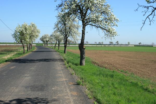 Hořetice  - Stroupeč, 17.4.2007
Travnaté plochy podél silnice osídlil kovařík Agriotes brevis.
Klíčová slova: Hořetice Stroupeč Agriotes brevis