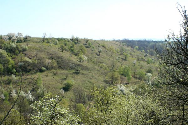 Stroupeč, 17.4.2007
Pohled na východní část rezervace Stroupeč.
Klíčová slova: Stroupeč Limonius poneli Cardiophorus erichsoni Agriotes gallicus