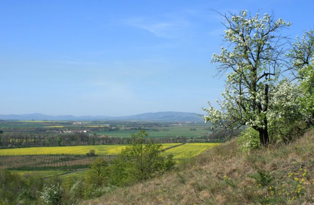 Stroupeč, 17.4.2007
Západní stepi v rezervaci Stroupeč. Pohled na Doupovské hory.
Mots-clés: Stroupeč Limonius poneli Cardiophorus erichsoni Doupovské hory