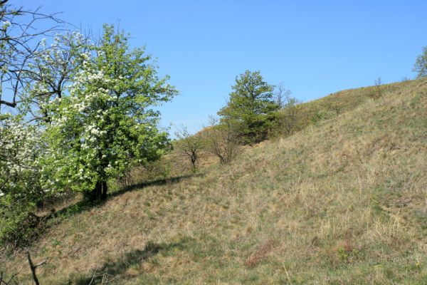 Stroupeč, 17.4.2007
Západní stepi v rezervaci Stroupeč.
Klíčová slova: Stroupeč Limonius poneli Cardiophorus erichsoni Agriotes gallicus