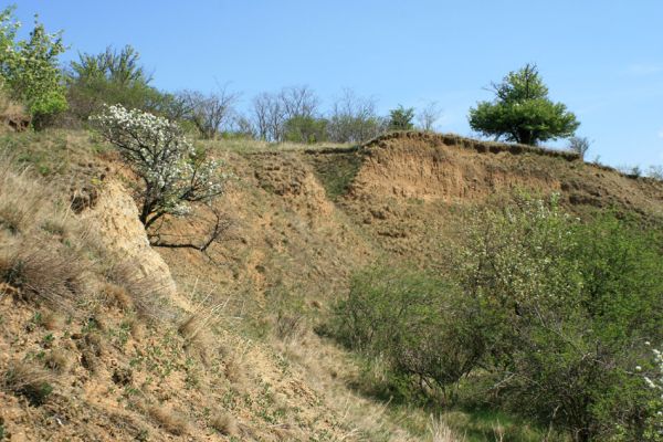 Přívlaky, 17.4.2007
Erodované svahy východně od obce Přívlaky.
Klíčová slova: Přívlaky Cardiophorus erichsoni Limonius poneli