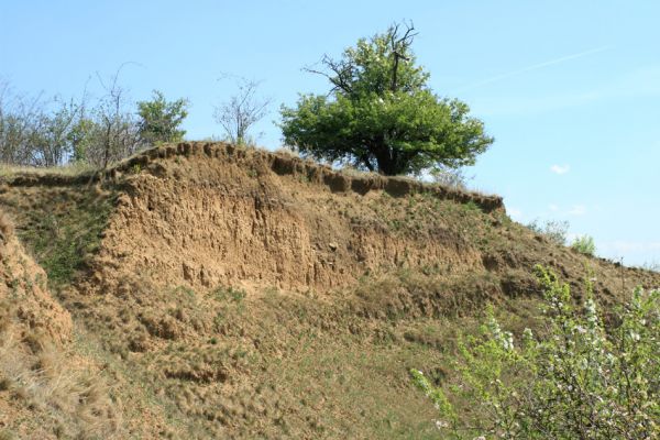 Přívlaky, 17.4.2007
Erodovaný svah východně od obce Přívlaky.
Klíčová slova: Přívlaky Cardiophorus erichsoni Limonius poneli
